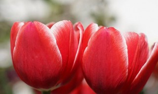 家庭郁金香种植方法 怎么种植郁金香