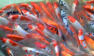 鱼养护技巧 四大家鱼养殖技巧