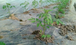 蔬菜苗期倒苗方法 蔬菜苗期倒苗有什么方法