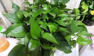 绿萝的摆放方法 如何摆放绿萝