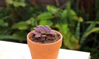多肉植物养殖方法冬天 冬天怎么养多肉
