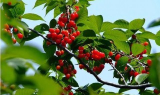 樱桃树修剪的主要方法 樱桃树修剪的主要方法介绍