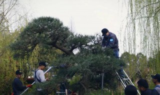 马尾松修枝方法 马尾松修枝的方法