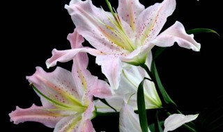 十一朵百合代表什么意思 关于十一朵百合代表的意思