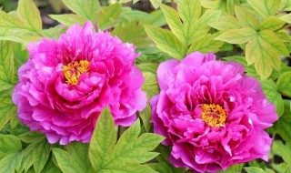 牡丹花代表什么 牡丹花介绍