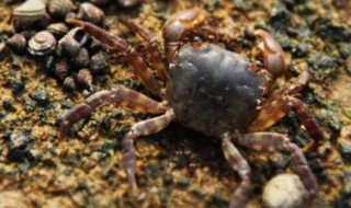 海边的小螃蟹怎么养 养海边小螃蟹的方法