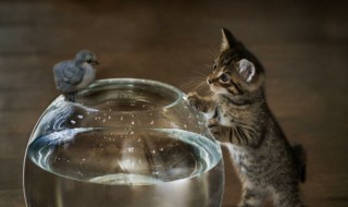 煽情保护动物的句子 有关煽情保护动物的唯美句子