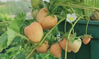 淡雪草莓种植方法 淡雪草莓怎么种植