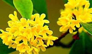 桂花功效与作用 桂花功效是什么