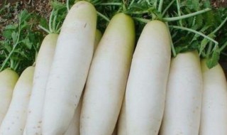 减肥期间为什么不能吃白萝卜 减肥期间能吃萝卜吗