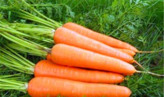 减肥为啥不能吃胡萝卜 减肥能不能吃胡萝卜