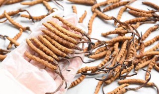 冬虫夏草的功效与作用禁忌 冬虫夏草的功效与作用禁忌介绍