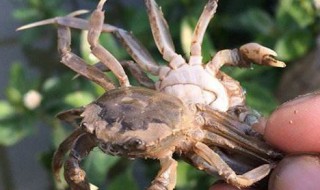 可选全母是什么意思 可选全母梗简单介绍