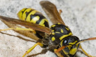 马蜂的功效与作用 马蜂的功效是什么