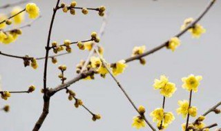 腊梅的特点写一段话 描写腊梅的话语
