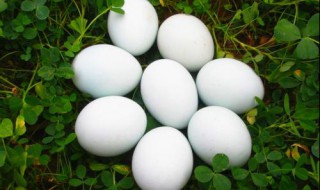 鹅蛋大小跟营养有关系吗 鹅蛋大小与什么有关