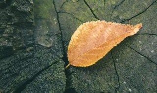 晚安分享优美句子 可以做晚安心语的句子