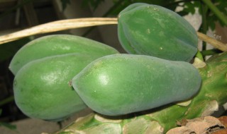 木瓜丝是什么木瓜做成的 怎么做木瓜丝