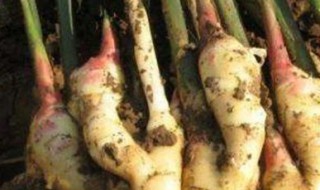 留姜种的方法 生姜如何留种