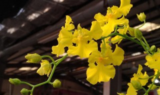 文心兰水养的养殖方法和注意事项 如何水培文心兰