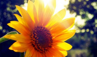 送女生向日葵花代表什么 向日葵的花语和寓意