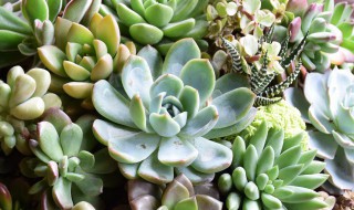 多肉叶插方法 多肉植物叶插方法
