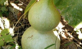 宝葫芦怎么保存 如何保存宝葫芦
