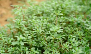 马齿笕怎么保存 马齿苋保存方法