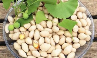 银杏果怎么保存方法 如何保存银杏果