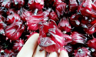 洛神花怎么保存 洛神花的保存方式