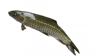 炖汤去鱼腥味最简单方法 去鱼腥味最好的方法是什么