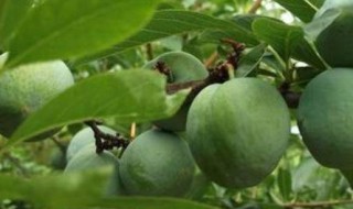 油萘是什么水果凉性吗 油萘水果属性介绍