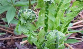 黄瓜香野菜的功效与作用 黄瓜香野菜好处介绍