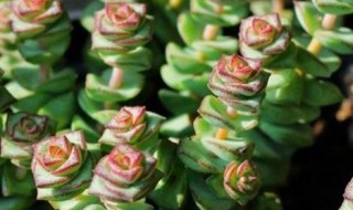 钱串子怎么换盆 钱串子换盘的步骤