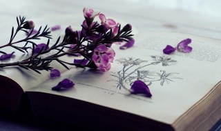 关于节约粮食的诗句有哪些 节约粮食的诗句举例