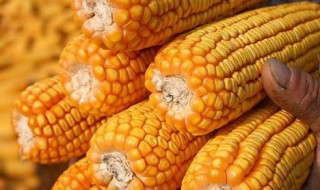干玉米粒的长期储存方法 怎么储存玉米