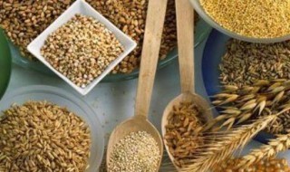 什么粮食存放时间最长 哪种粮食能放得最长