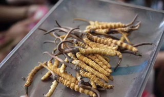 虫草应该怎么存放 虫草简单介绍