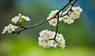 春分的美好象征 春分的美好象征介绍