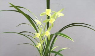 建兰和墨兰哪个贵 建兰和墨兰介绍