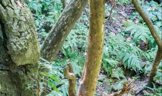 楼房有蚰蜒是从哪进来的 楼房有蚰蜒来自哪里