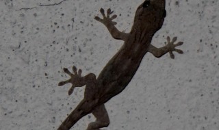 房间里面有壁虎怎么驱赶出去 怎么驱赶房间里的壁虎