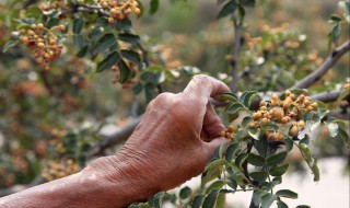 怎么摘花椒又快又不扎手 要怎样摘花椒又快又不扎手
