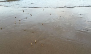 沙滩上像吸管的是什么 沙滩上看到的从地底下伸出来的吸管是什么东西