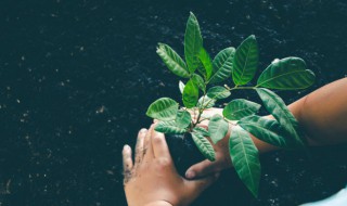 栽树的意思 栽树是什么意思