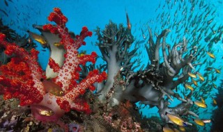 水晶是怎么形成的?珊瑚虫是什么 水晶珊瑚虫介绍