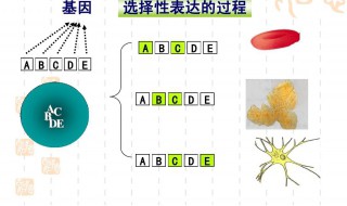细胞分化的实质是什么 细胞分化的实质是如何的呢