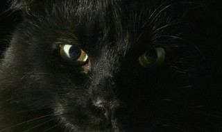 黑猫来家里有什么预兆 黑猫来家里寓意