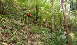 什么是森林抚育? 森林抚育的介绍