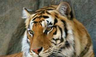 夜里行动的动物是什么生肖 夜里行动的动物有哪些生肖